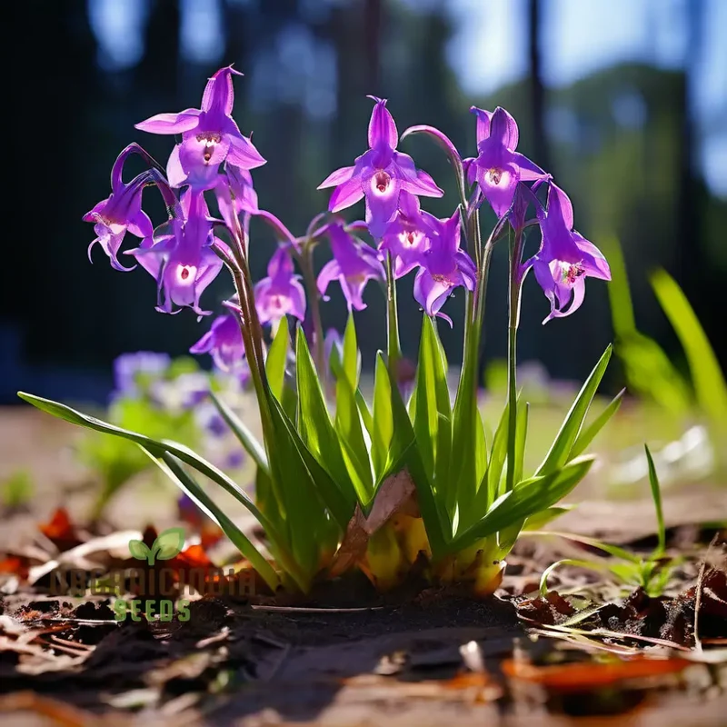Tradescantia Spiderwort Seeds – Colorful Three-Petal Blooms for Borders, Wildlife Gardens, Containers & Easy Perennial Landscaping