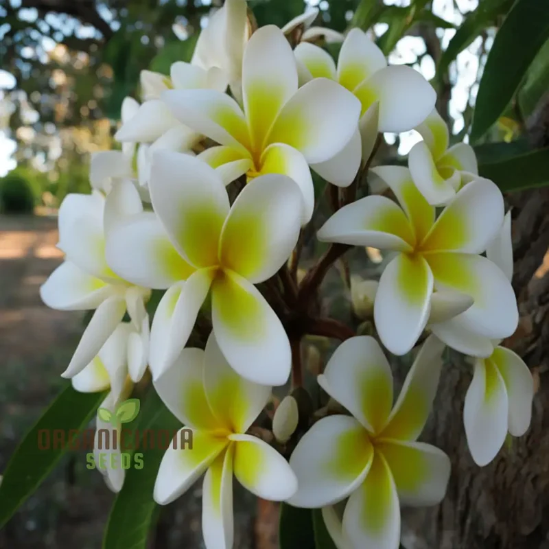 Plumeria Rubra Flower Seeds, Exotic Blooms for Stunning Garden Displays, Premium Flower Seeds for Planting and Gardening