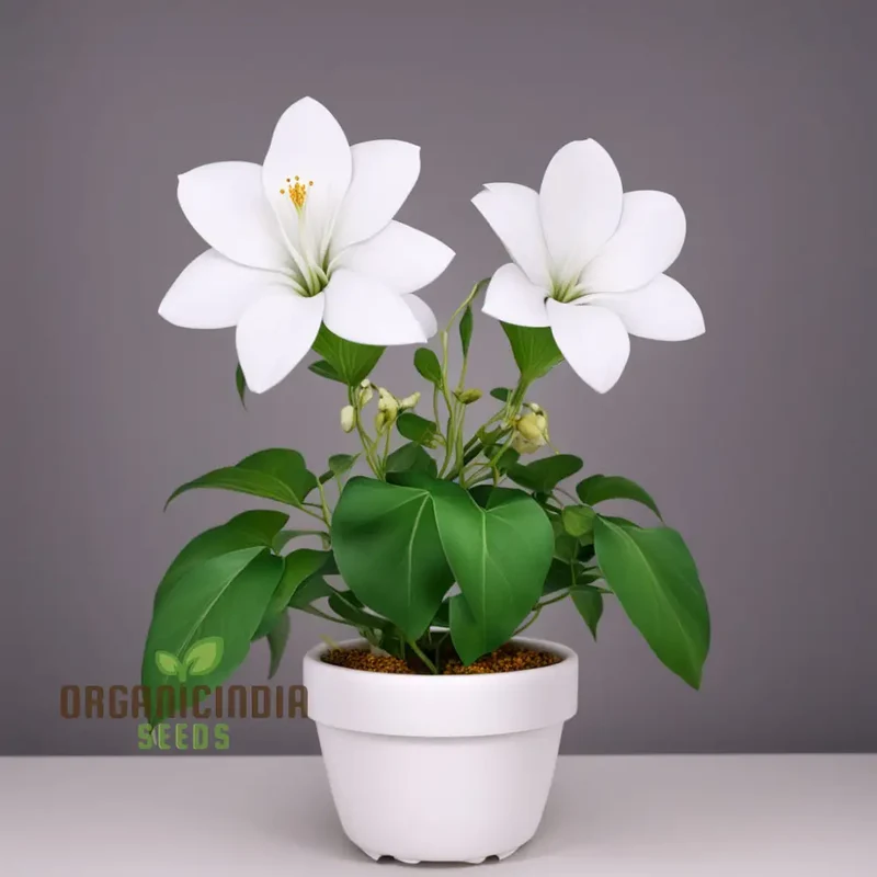 Plumeria Rubra Flower Seeds, Exotic Blooms for Stunning Garden Displays, Premium Flower Seeds for Planting and Gardening