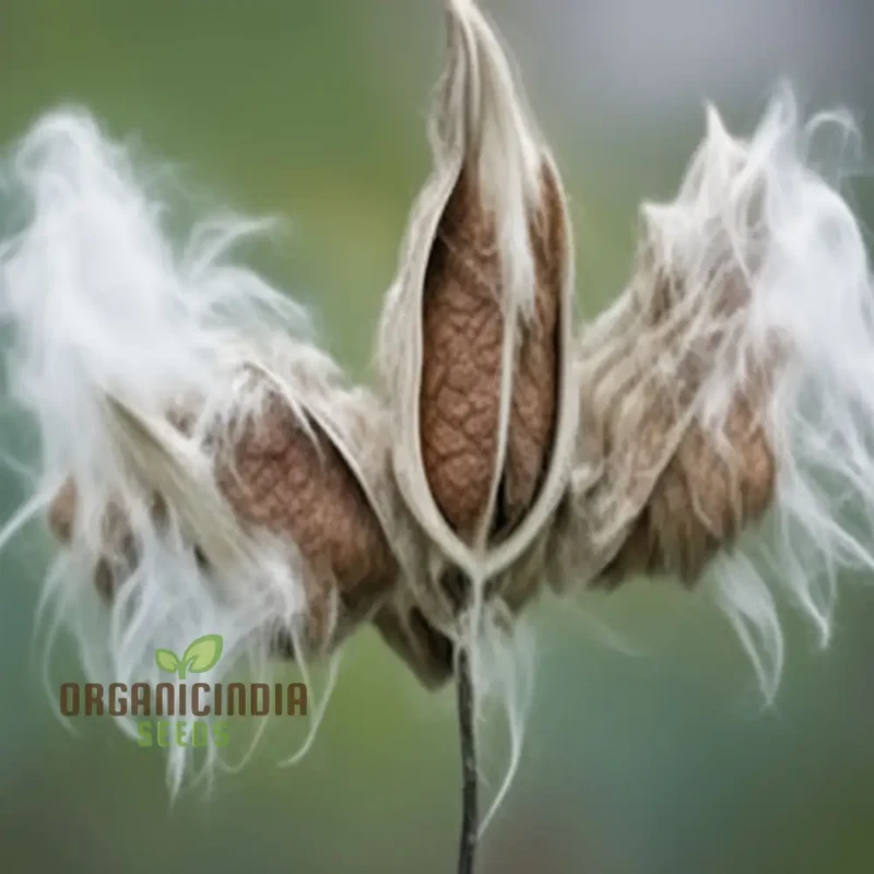 Milkweed flower Plant Seeds, Vibrant Wildlife-Friendly Garden, Essential for Monarch Butterflies