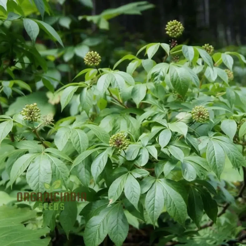 Siberian Ginseng Fruit Seeds Elevate Your Gardening with Medicinal Blooms and Bountiful Harvests