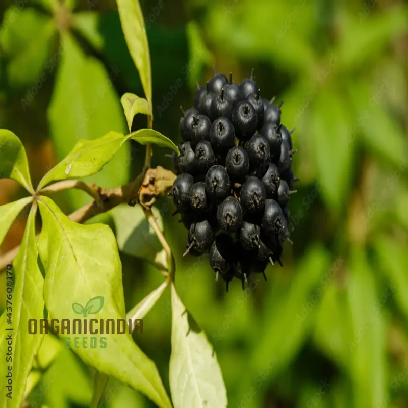 Siberian Ginseng Fruit Seeds Elevate Your Gardening with Medicinal Blooms and Bountiful Harvests