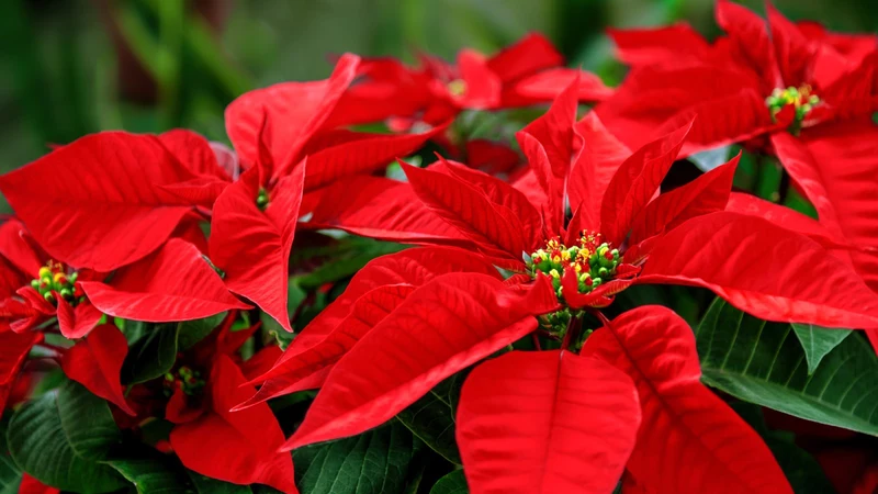 Premium Poinsettia Flower Seeds for Organic Planting, High-Quality Organic Seeds