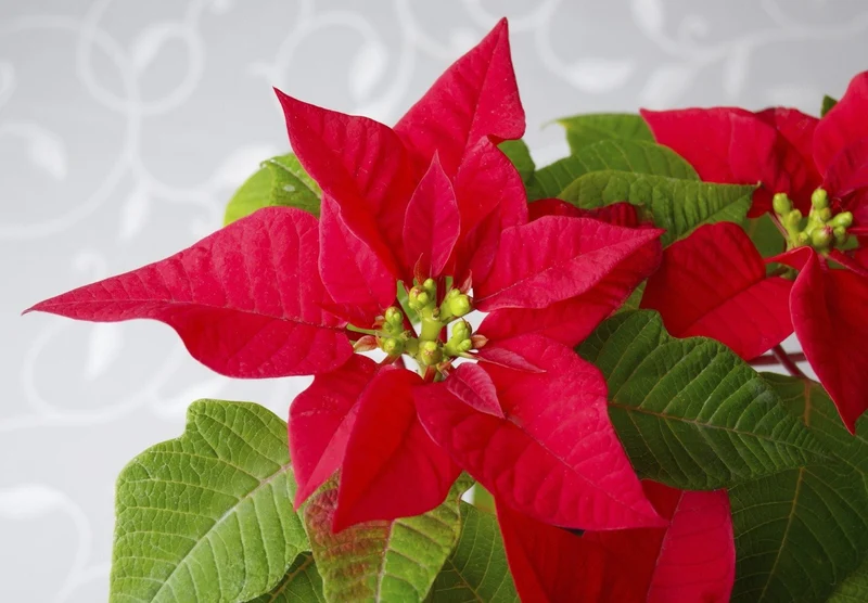 Premium Poinsettia Flower Seeds for Organic Planting, High-Quality Organic Seeds