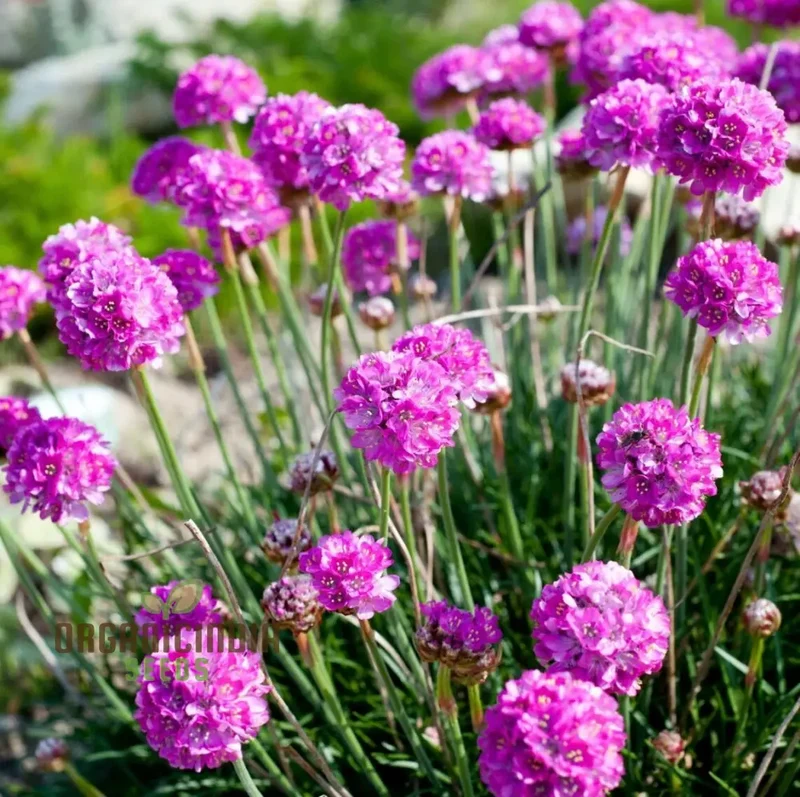 Perennial Armeria Maritima (Sea Thrift Sea Pink) Rose Seeds for Planting