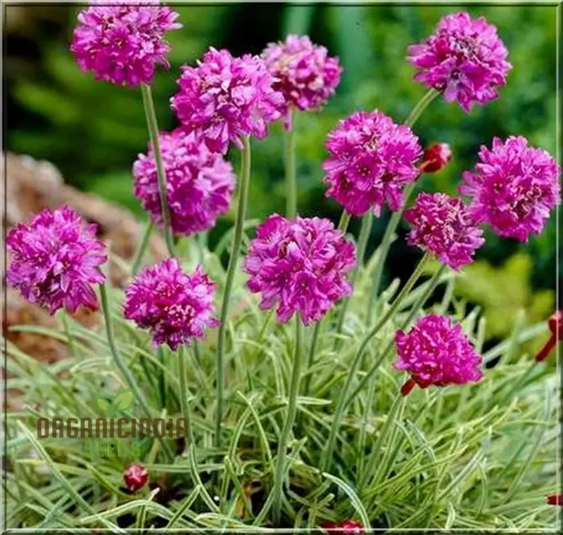 Perennial Armeria Maritima (Sea Thrift Sea Pink) Rose Seeds for Planting