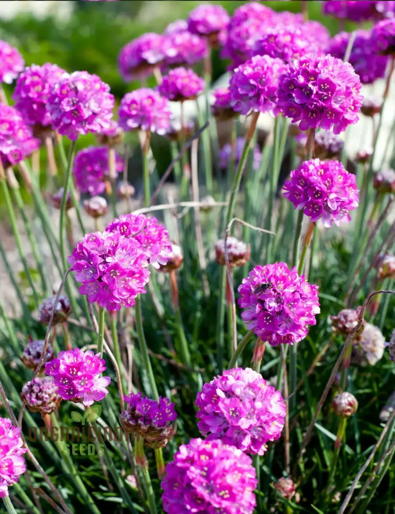 Perennial Armeria Maritima (Sea Thrift Sea Pink) Rose Seeds for Planting