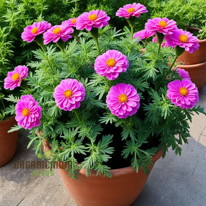 Organic Pink Marigold Flower Seeds, Planting and Quality Seeds for Your Garden