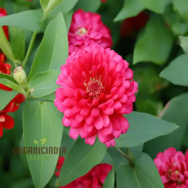 Organic Pink Marigold Flower Seeds, Planting and Quality Seeds for Your Garden