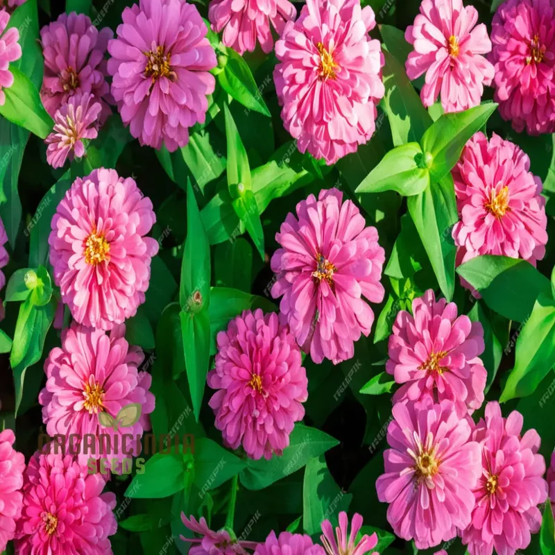 Organic Pink Marigold Flower Seeds, Planting and Quality Seeds for Your Garden
