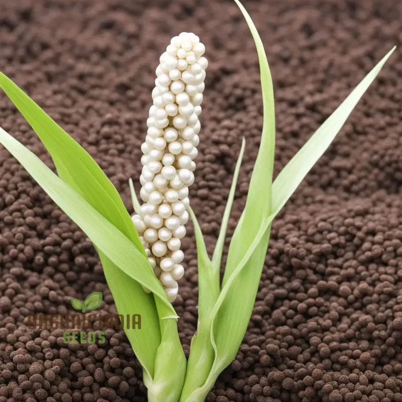 Pearls of Wisdom Millet Seeds, Traditional and Innovative Recipes with Millet Seeds