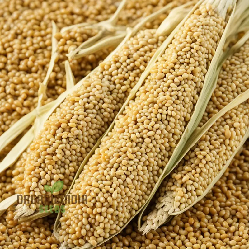 Millet Mastery Honoring Vegetable Seeds, Japanese Cuisine with Nutritious Seeds