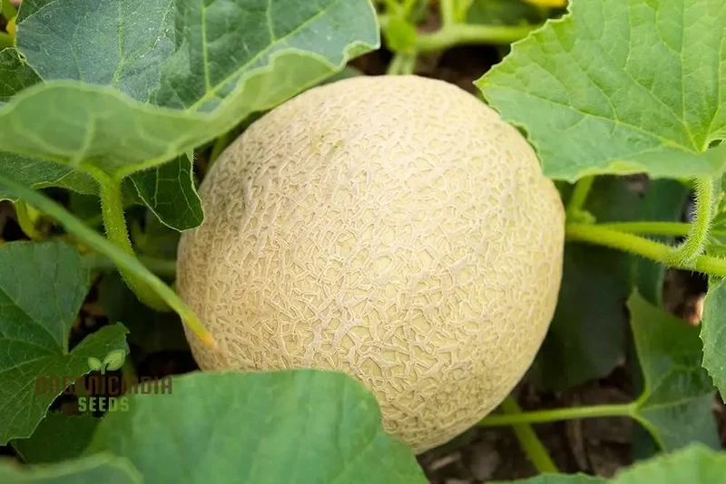 Monumental Vines Cultivating Giant Long Muskmelon Fruit Seeds, Embark on a Gardening Odyssey, Muskmelon Seeds