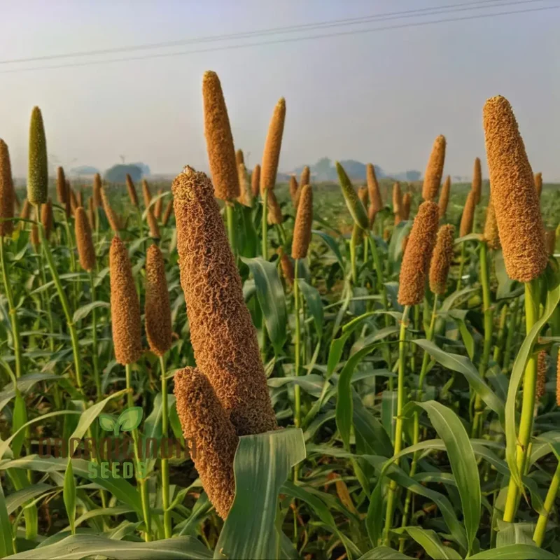 Millet Seeds, Innovative Recipes Showcasing the Nutritional Power of Millet Seeds
