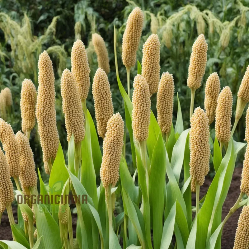 Millet Seeds, Innovative Recipes Showcasing the Nutritional Power of Millet Seeds