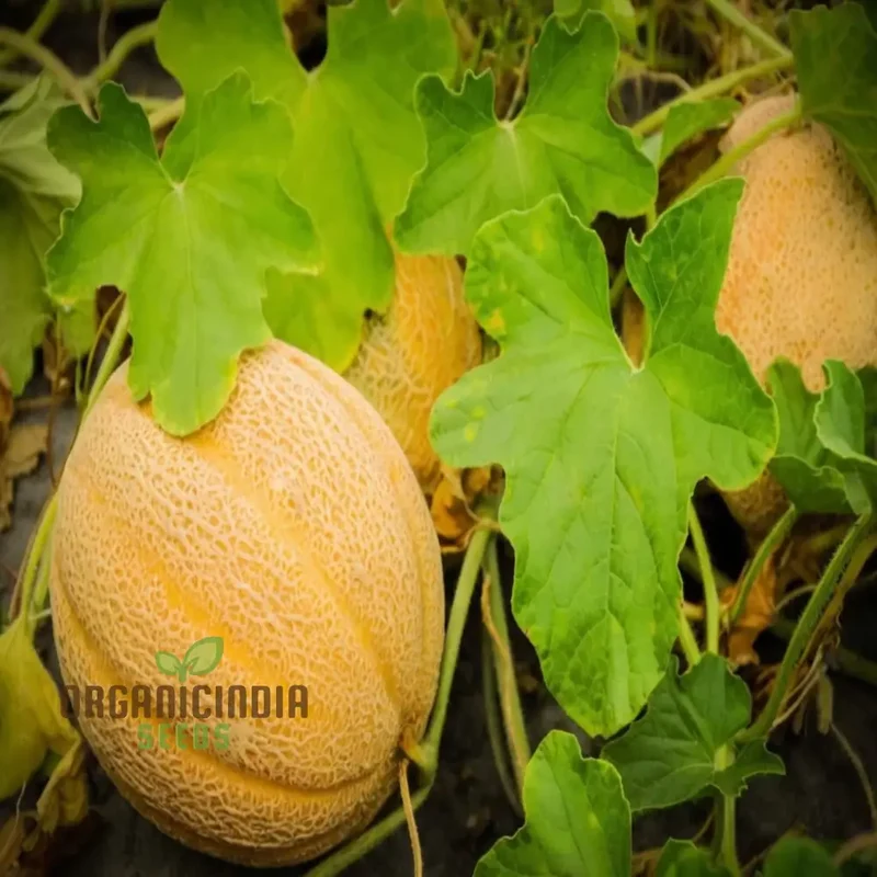 Exquisite Yellow Round Muskmelon Fruit Seeds, Perfect for Lush, Sweet Harvests