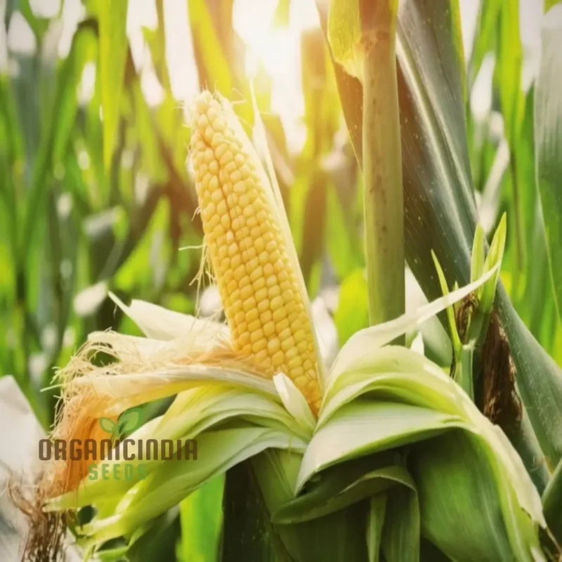 High-Yield Monsanto Corn Seeds, Superior Quality Planting Seeds for Robust Growth