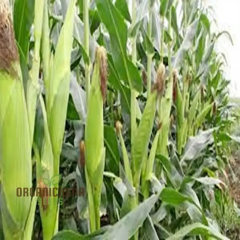 High-Yield Monsanto Corn Seeds, Superior Quality Planting Seeds for Robust Growth