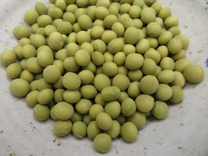 Soya ‘Lucky Lion’ ( Glycine max )