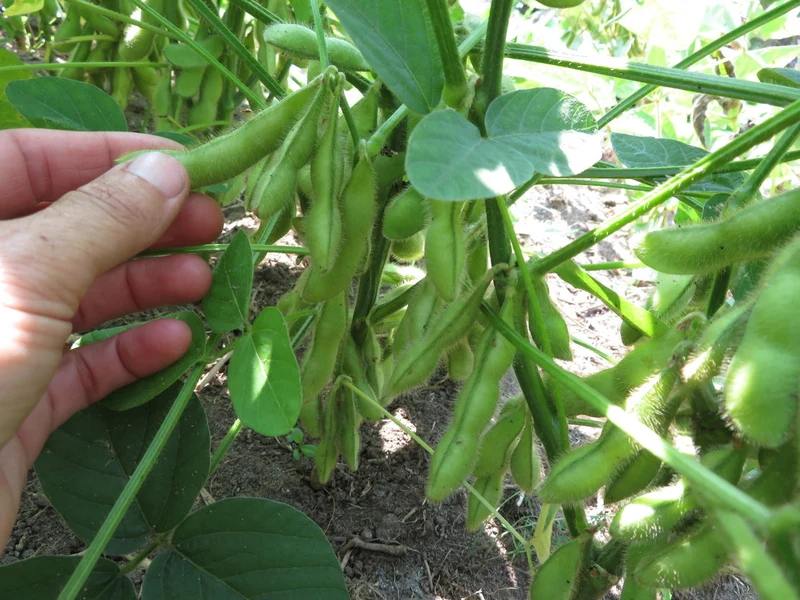 Soya ‘Tohya’ ( Glycine max )