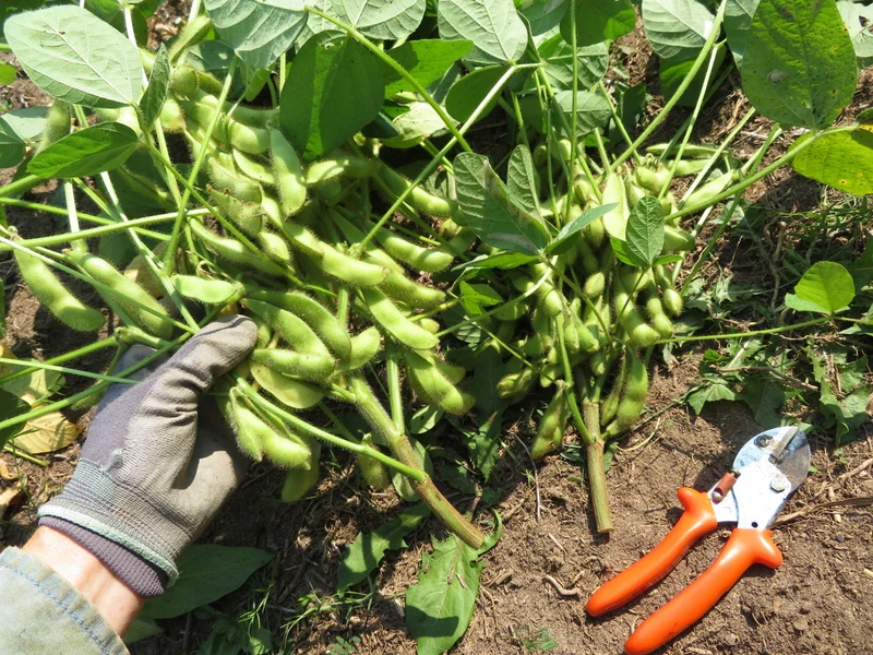 Soya ‘Midori Giant’ ( Glycine max )