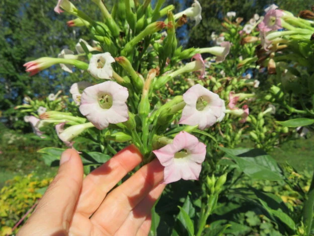 Tabac ‘Black Sea Canik’ ( Nicotiana tabacum )