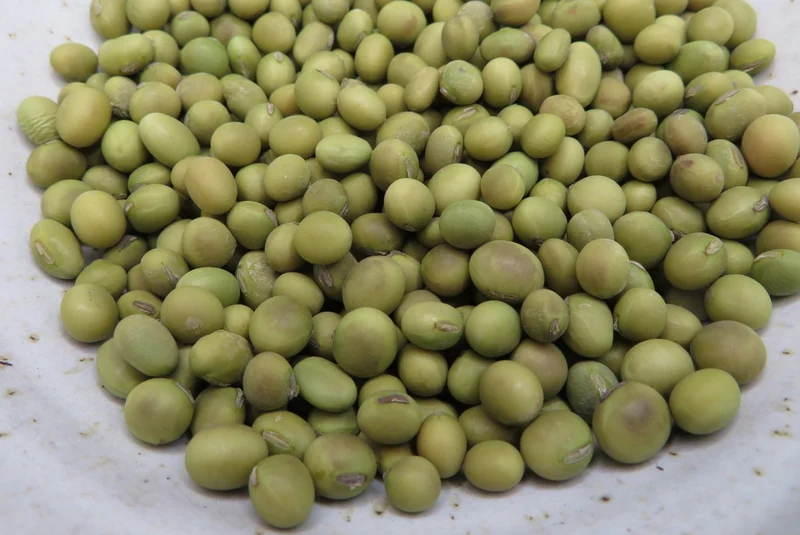 Soya ‘Tokio Verte’ ( Glycine max )