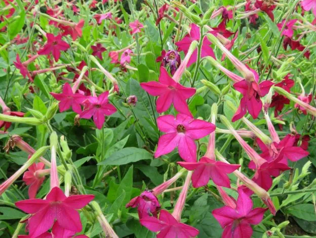 Tabac ‘Crimson Bedder’ ( Nicotiana alata )