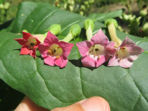 Tabac ‘Grand Blond’ ( Nicotiana tabacum )