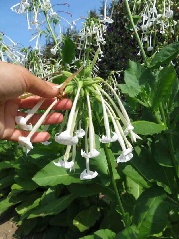 Tabac ‘Only The Lonely’ ( Nicotiana sylvestris )