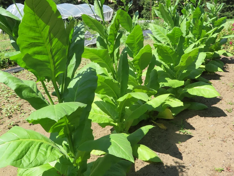 Tabac ‘L'Assomption’ ( Nicotiana tabacum )