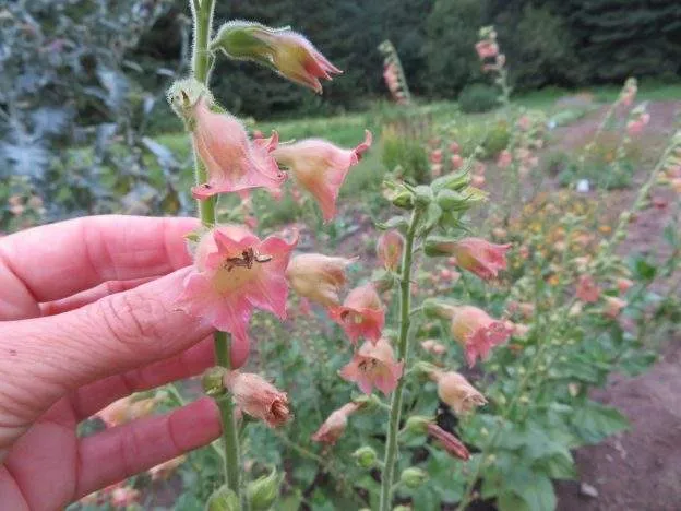Tabac ‘Peach Screamer’ ( Nicotiana glutinosa )
