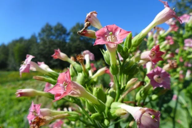 Tabac ‘Petit canadien’ ( Nicotiana tabacum )