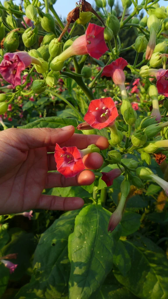 Tabac ‘Russian Red’ ( Nicotiana tabacum )