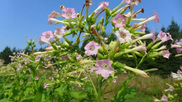 Tabac ‘Virginia Gold’ ( Nicotiana tabacum )