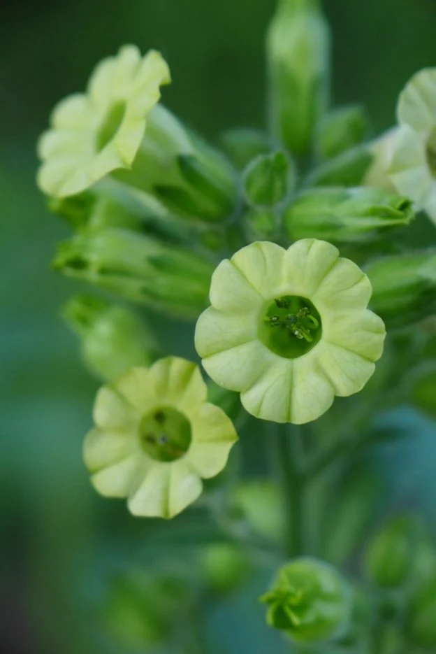 Tabac sacré ( Nicotiana rustica )