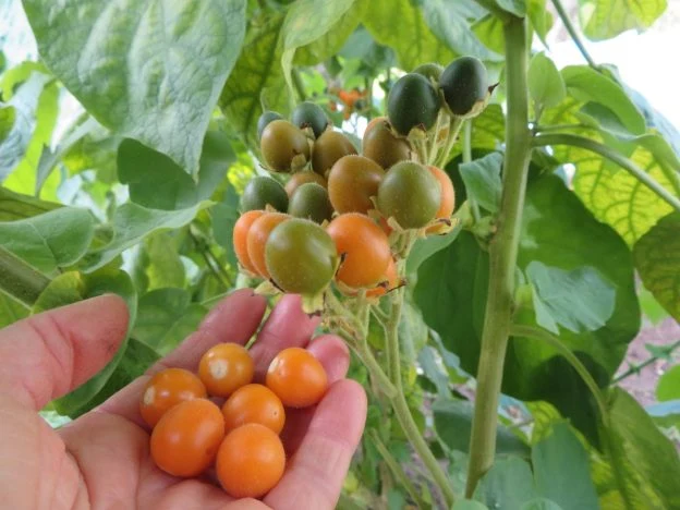 Tamarillo nain ( Solanum abutilo )