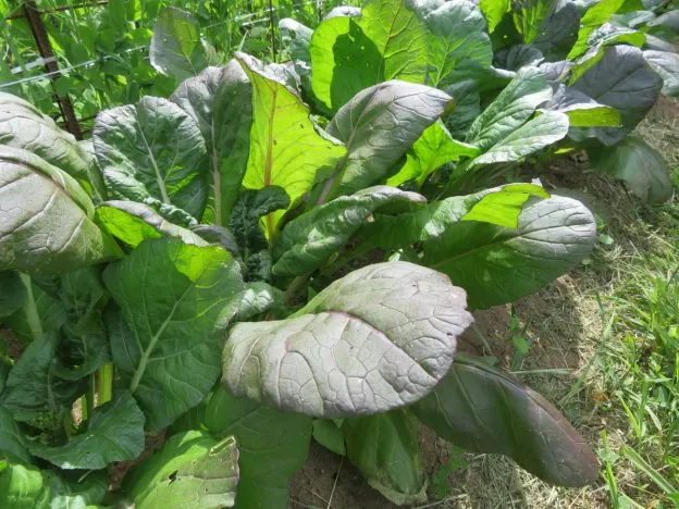 Tatsoi ‘Rainbow’ ( Brassica rapa )