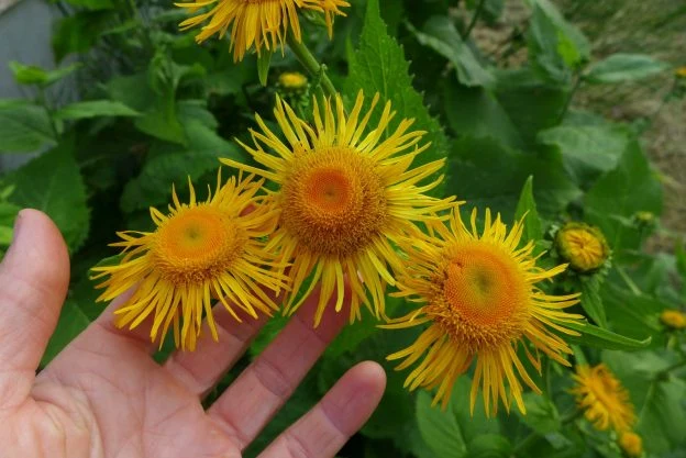 Télékié ( Telekia speciosa )