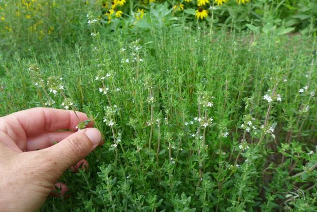 Thym d'hiver ( Thymus vulgaris )
