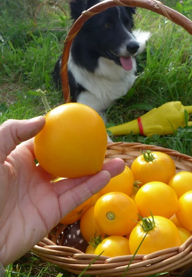 Tomate ‘Anna Banana Russian’ ( Solanum lycopersicum )