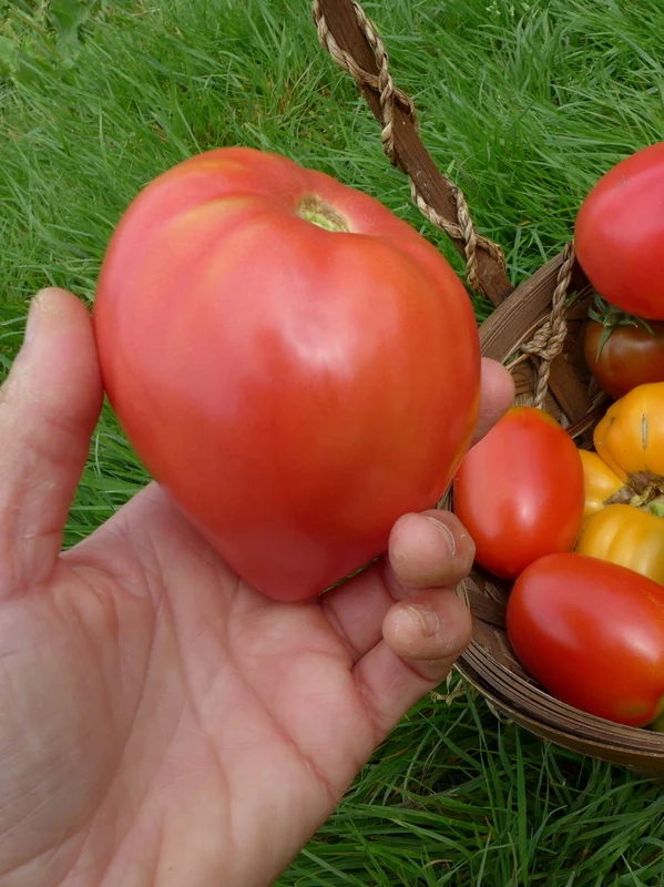 Tomate ‘Anna Russian’ ( Solanum lycopersicum )
