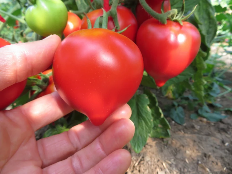 Tomate ‘Anna's Multiflora’ ( Solanum lycopersicum )