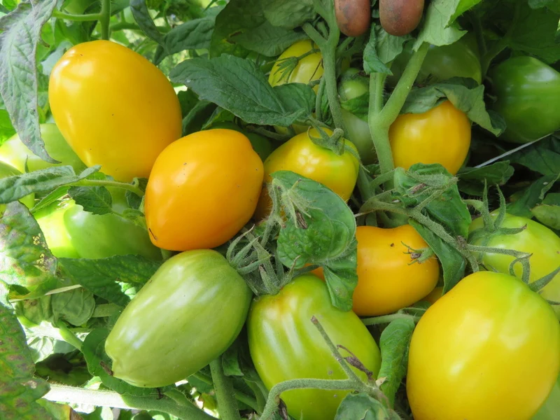 Tomate ‘Banana Toe’ ( Solanum lycopersicum )