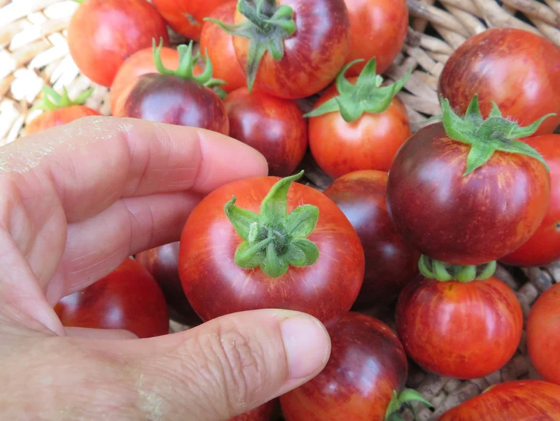Tomate ‘Antho Striped’ ( Solanum lycopersicum )