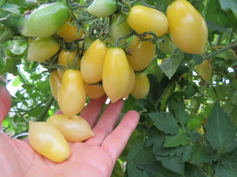 Tomate ‘Barry's Crazy Cherry’ ( Solanum lycopersicum )