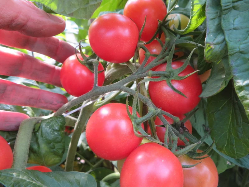 Tomate ‘Brandy Sweet Plum’ ( Solanum lycopersicum )