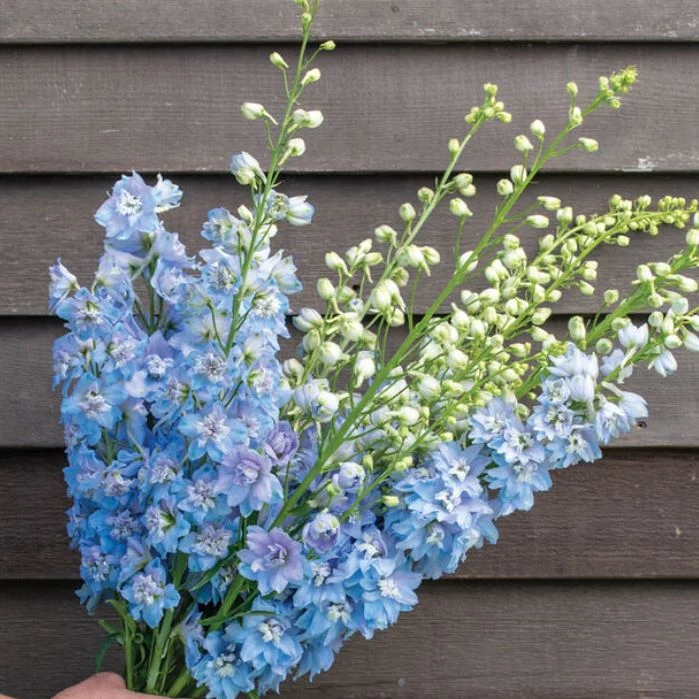 Delphinium 'Magic Fountains Mix' bio