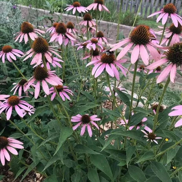 Échinacée 'Purple' bio
