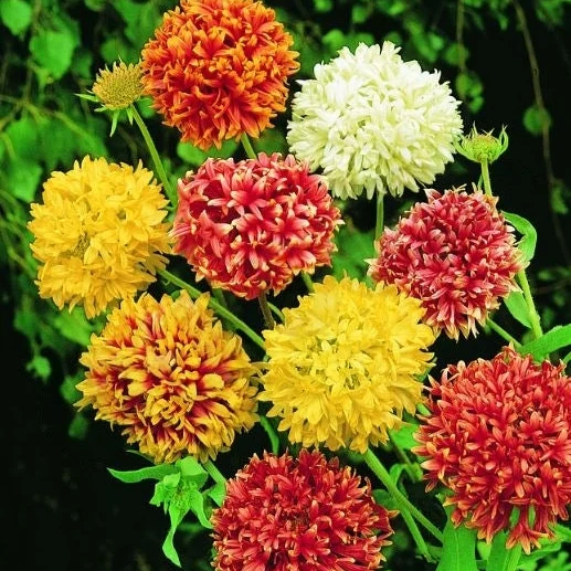 Gaillarde 'Lorenziana Double Mix' bio